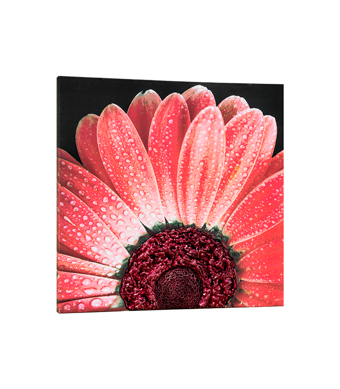 Панно, картина BLACK DAISY PINTDECOR P4752